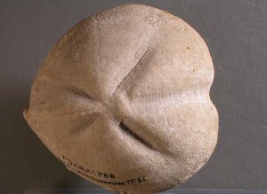 Echinoid fossil