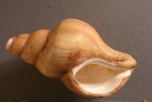 Gastropod fossil