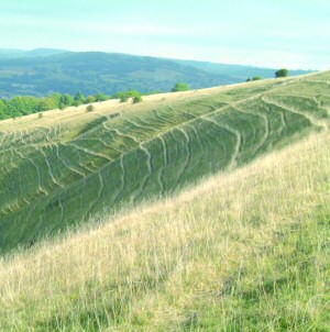 Selsley Common near Stroud